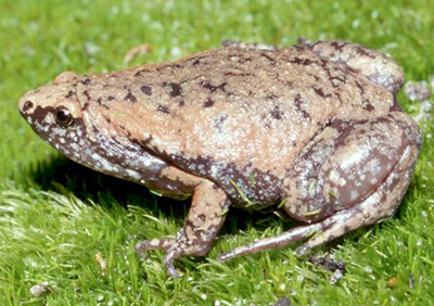 Eastern Narrow Mouthed Toad