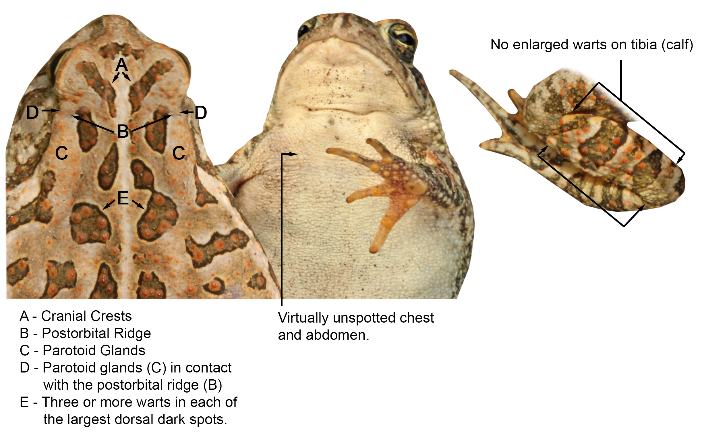 Fowler's Toad Graphic