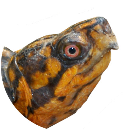 Eastern Box Turtle Reporting Graphic