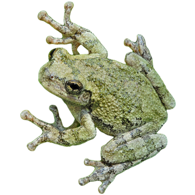 photo of gray treefrog