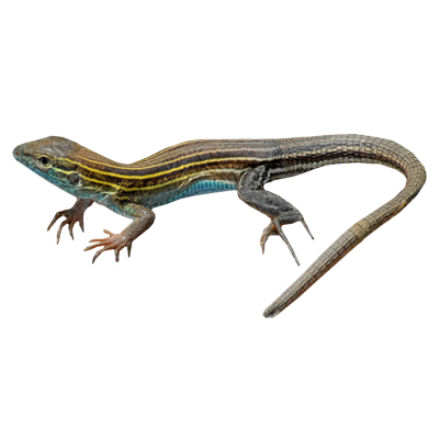 photo of eastern six-lined racerunner