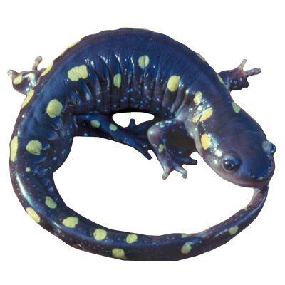photo of marbled salamander