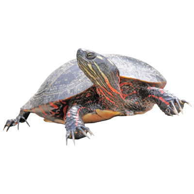 photo of Eastern Painted Turtle