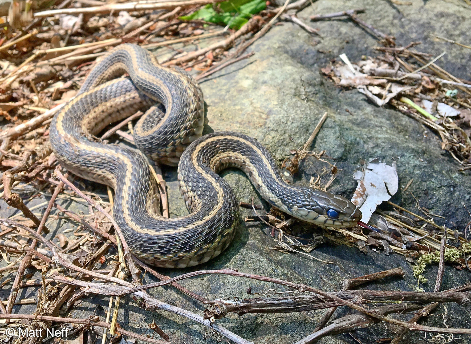 Virginia Herpetological Society News