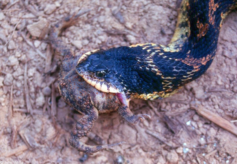 black eastern hognose snake
