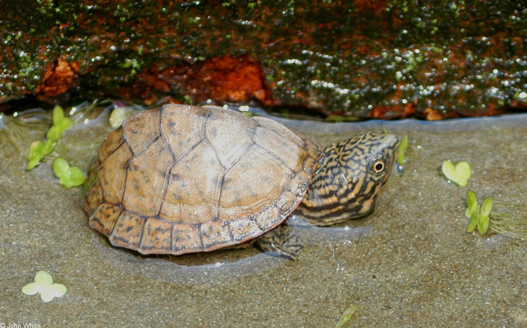 Stripe-necked Musk Turtle