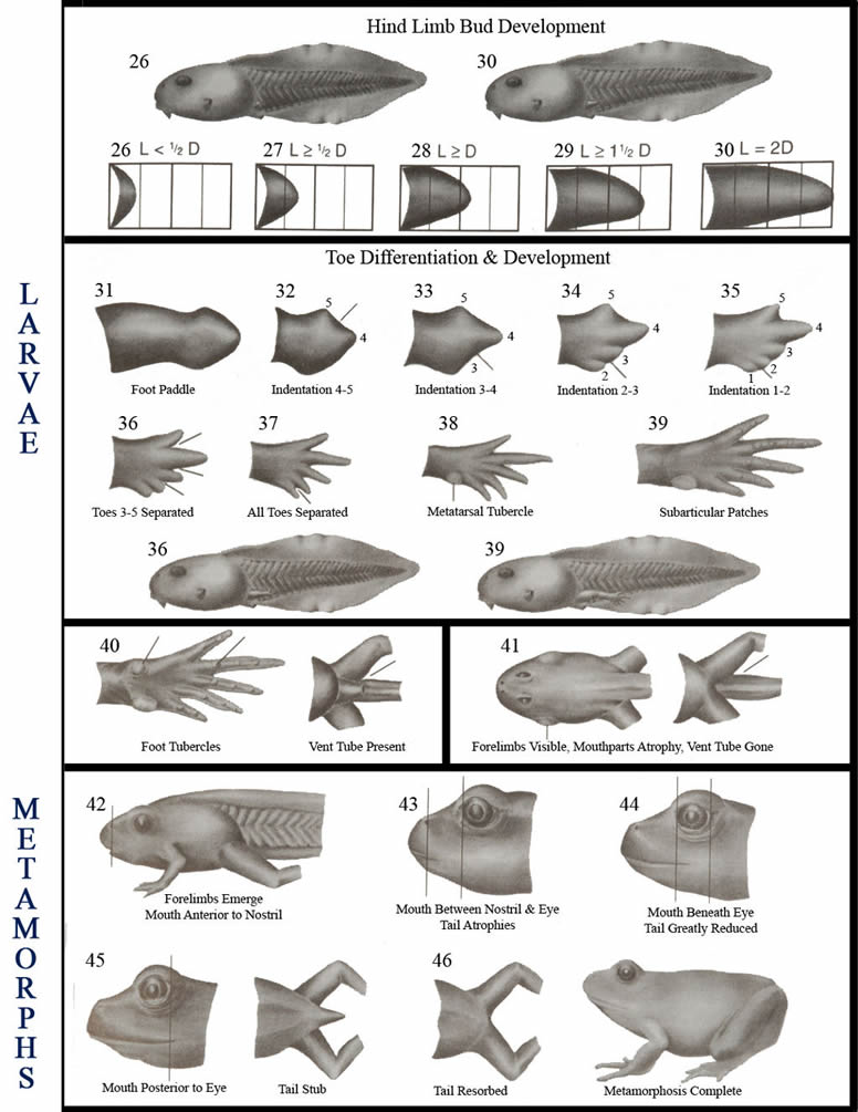 Amphibian Development