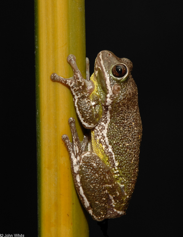 MDWFP - Species Portrait: Barking Tree Frog