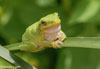 Green Treefrog image