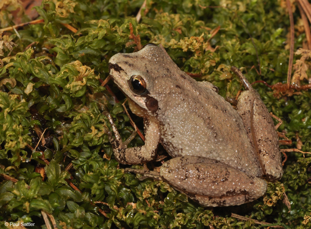 Appalachian mountain chorus frog - Wikipedia