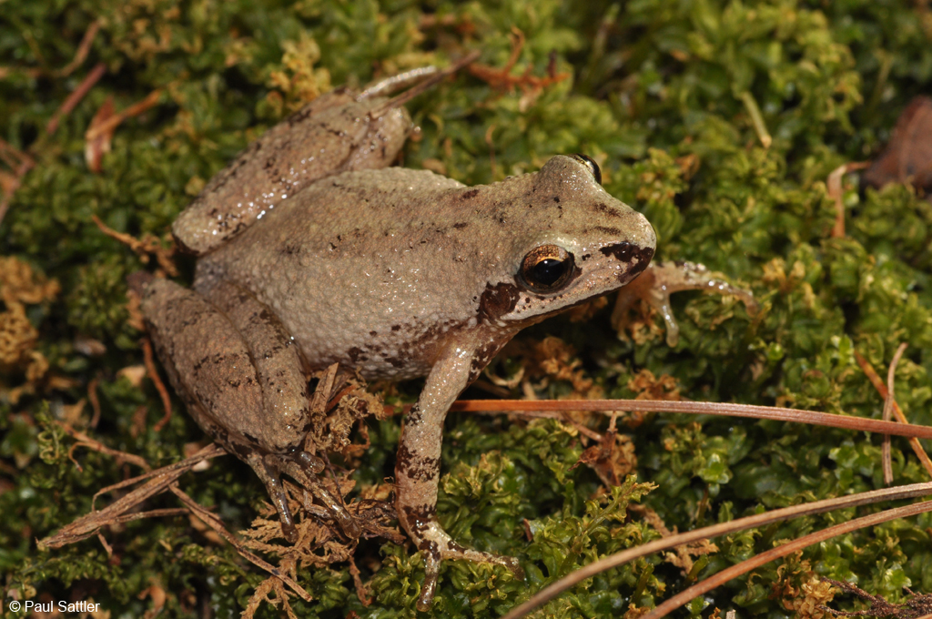 Appalachian mountain chorus frog - Wikipedia