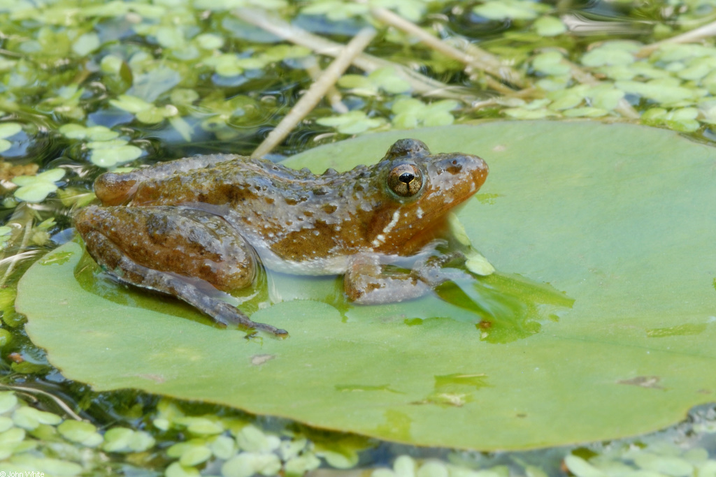 Southern Cricket Frog