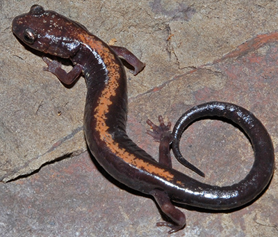 Salamanders of Virginia