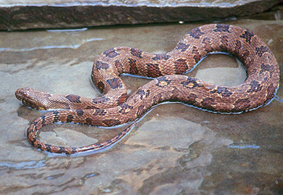identifying baby snakes in virginia