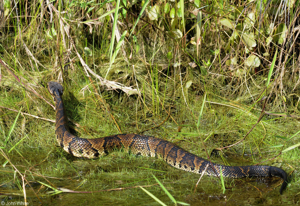 Northern Cottonmouth