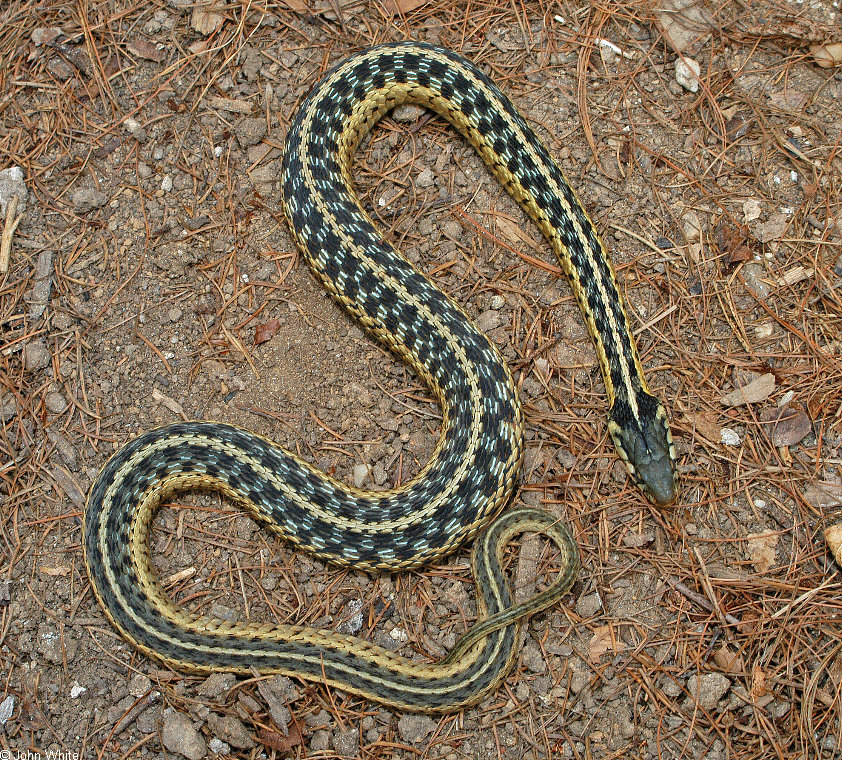 Albums 104+ Pictures Pictures Of Black And Yellow Snakes Stunning