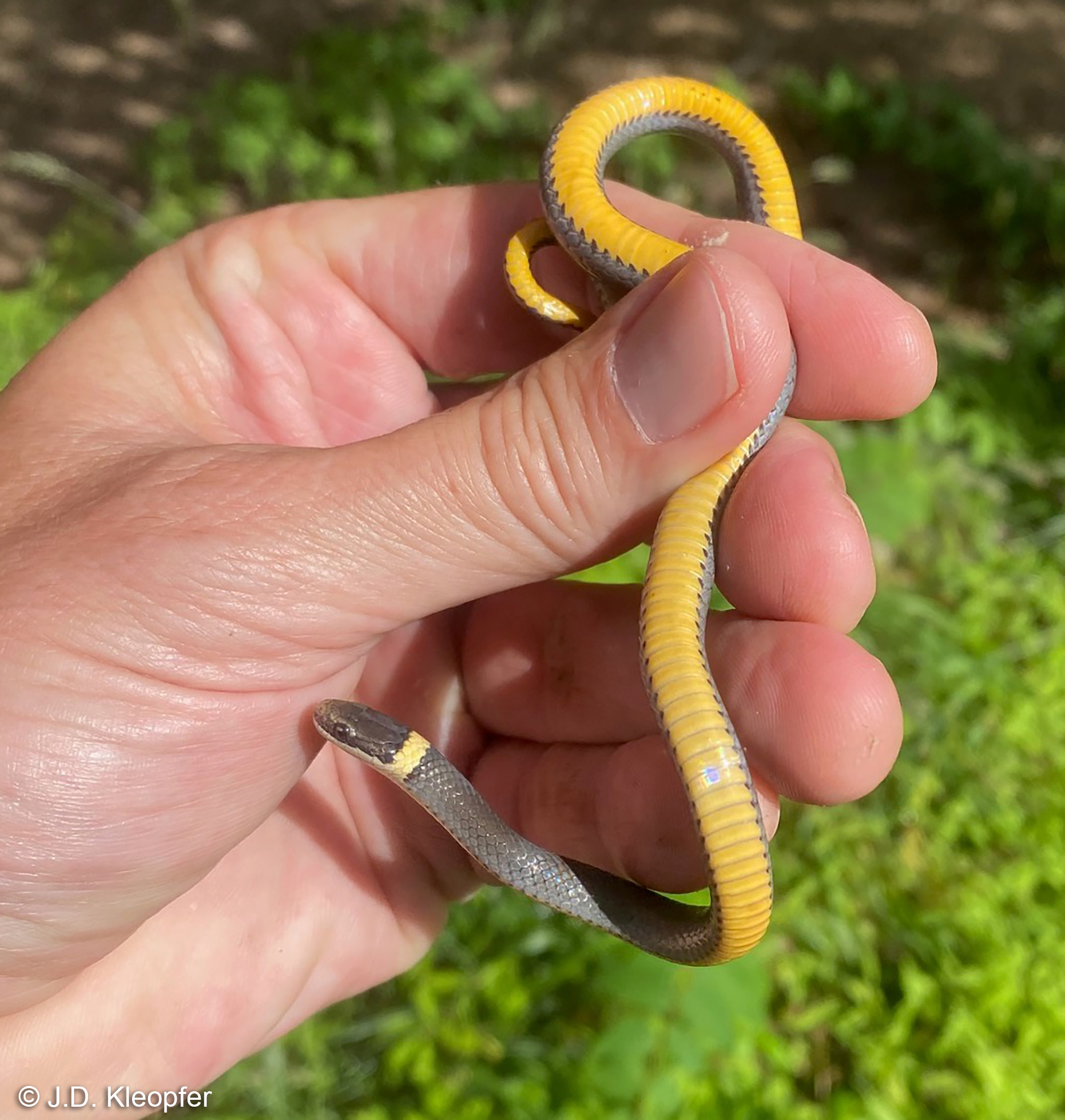 Snake, Northern Ringneck Snake, Rubber Reptile, Educational, Realistic Hand  Painted, Figure, Lifelike Model, Figurine, Replica, Gift,