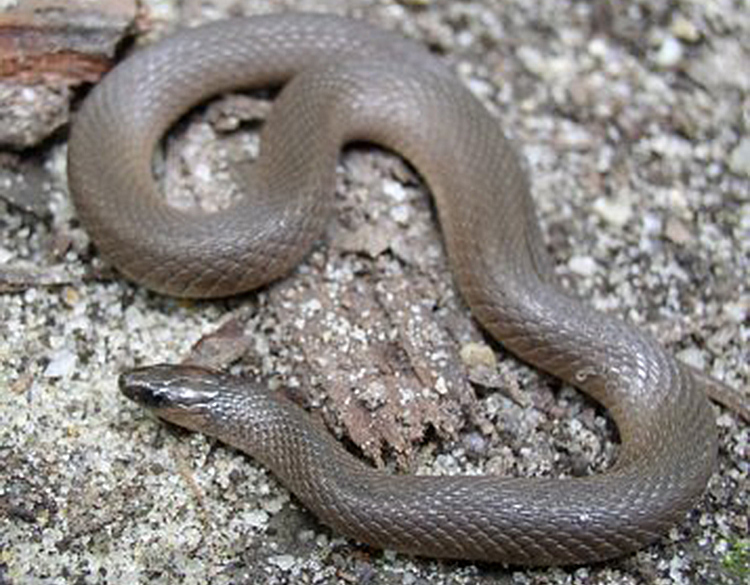 https://www.virginiaherpetologicalsociety.com/reptiles/snakes/rough-earthsnake/roughearthsnake_fp.jpg