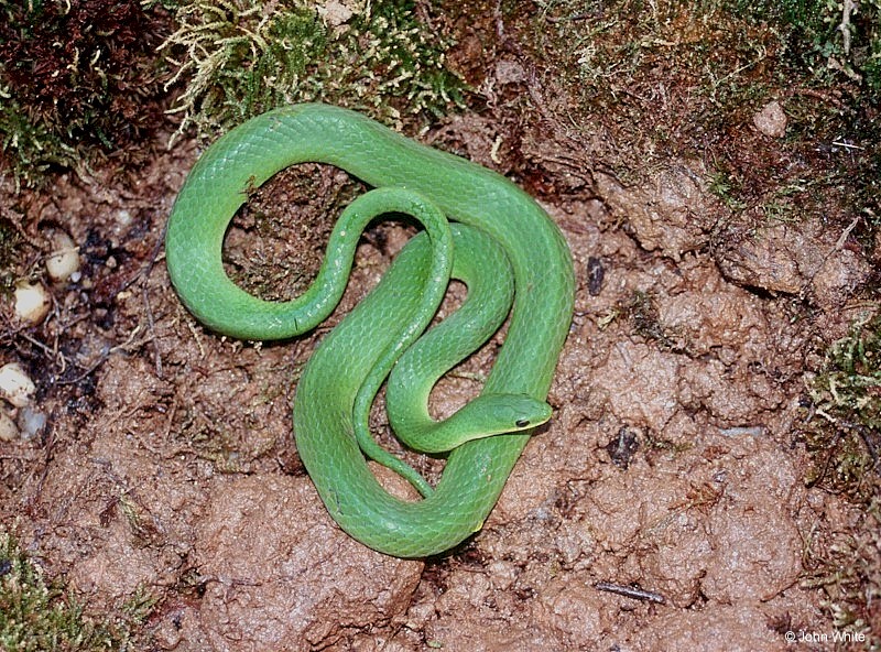 https://www.virginiaherpetologicalsociety.com/reptiles/snakes/smooth-green-snake/sp_Smooth%20Green%20Snake%20(Liochlorophis%20vernalis)004.jpg