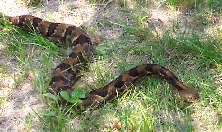 Timber Rattlesnake