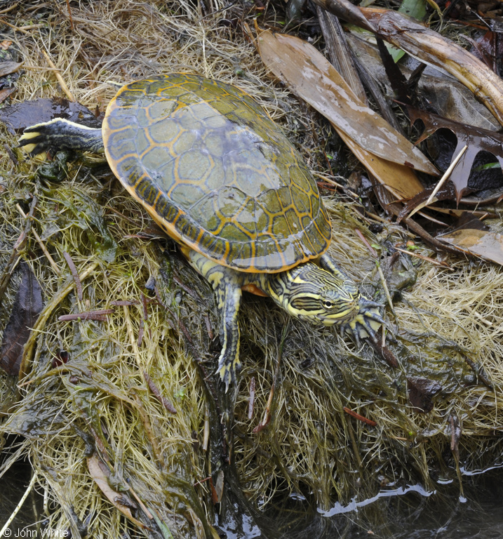 Eastern Chicken Turtle