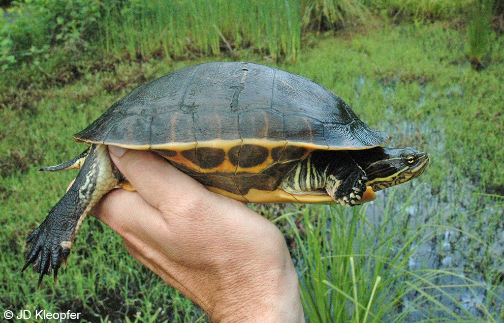 Eastern Chicken Turtle