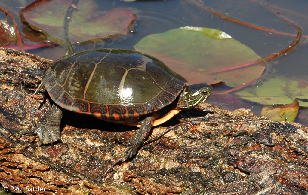 Eastern Painted Turtle