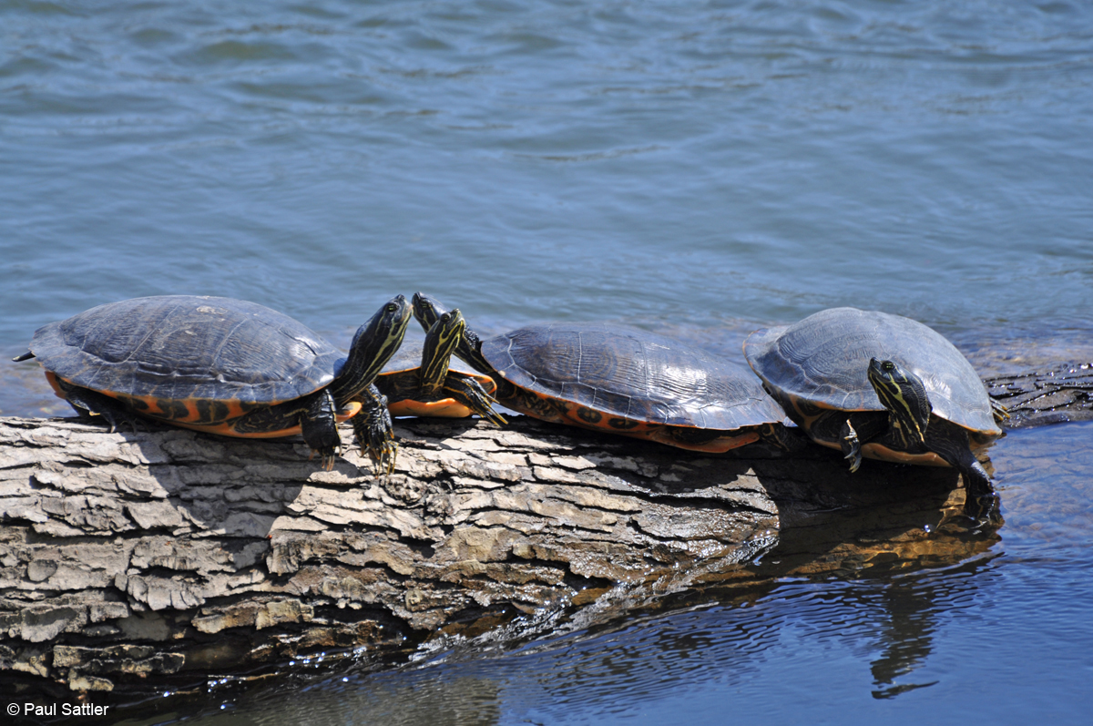 Eastern River Cooter