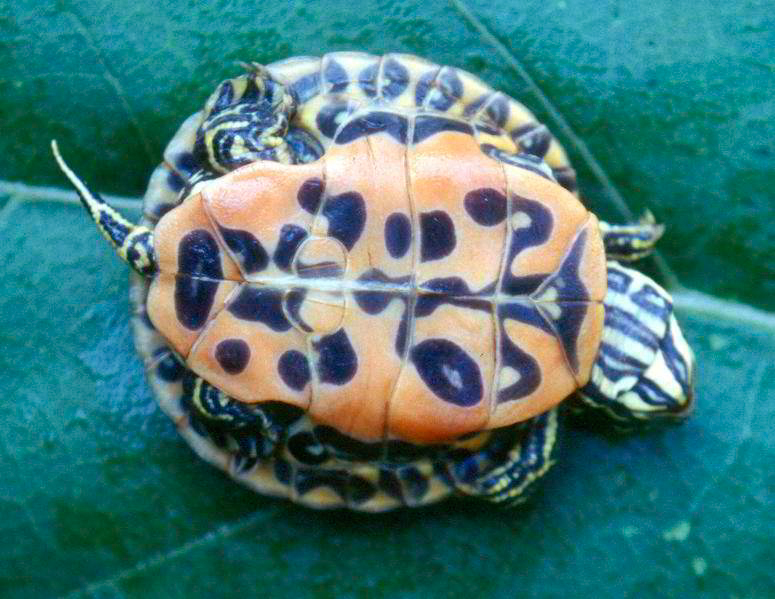 Northern Red-bellied Cooter