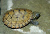 Stripe-necked Musk Turtle