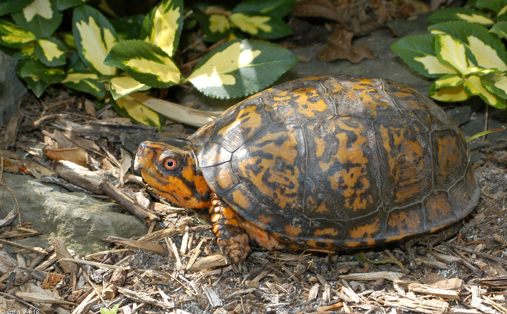 Woodland Box Turtle