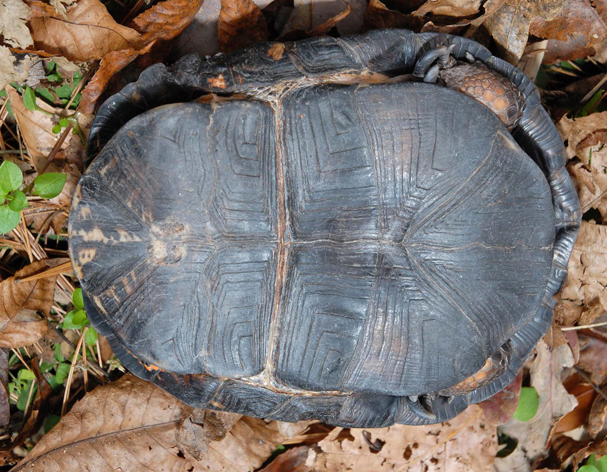 Woodland Box Turtle