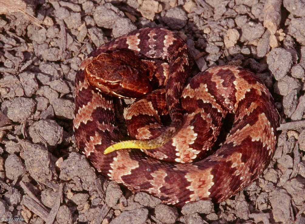 newborn cottonmouth snake
